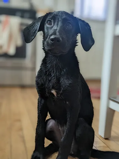 Frankie, a young black dog, sitting on a wooden kitchen floor